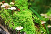 世界保龄球高校联赛季中强队对阵预测与数据解读，世界保龄球联合会