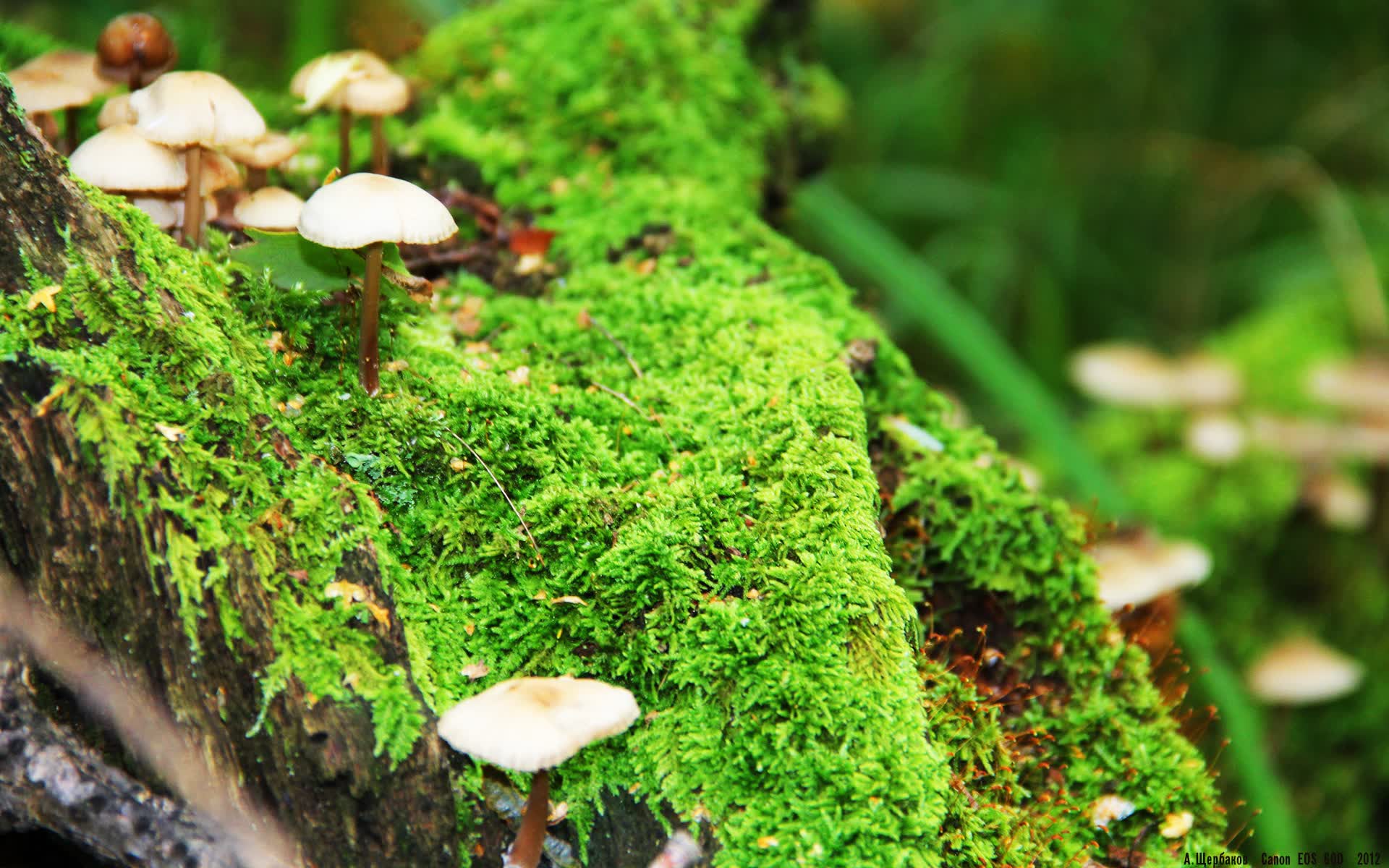 世界保龄球高校联赛季中强队对阵预测与数据解读，世界保龄球联合会